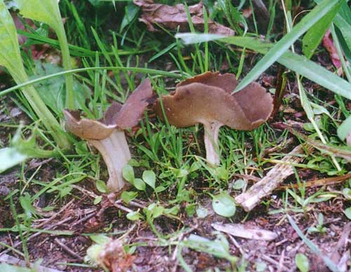 chriapač Helvella monachella (Scop.) Fr.