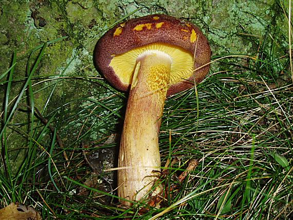 čírovec červenožltý/Šafránka červenožlutá Tricholomopsis rutilans (Schaeff.) Singer