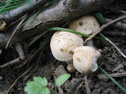 čírovnica májová Calocybe gambosa (Fr.) Donk