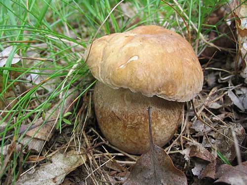 hríb dubový Boletus reticulatus Schaeff.