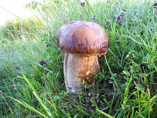 hríb dubový Boletus reticulatus Schaeff.