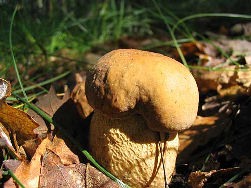 hríb dubový Boletus reticulatus Schaeff.