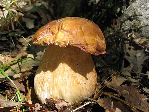 hríb dubový Boletus reticulatus Schaeff.