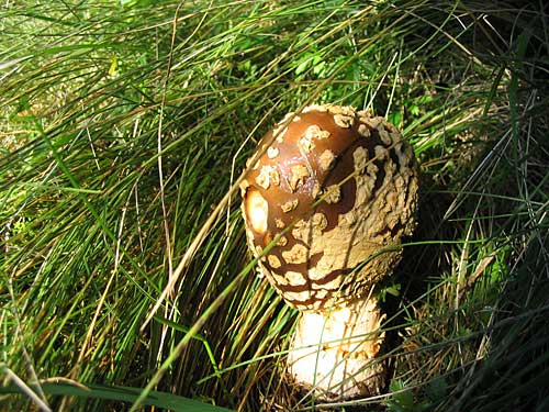 muchotrávka kráľovská Amanita regalis (Fr.) Michael