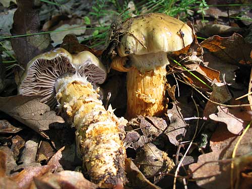 slzivka koreňujúca Hebeloma radicosum (Bull.) Ricken