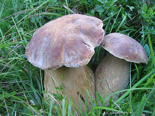 hríb dubový Boletus reticulatus Schaeff.