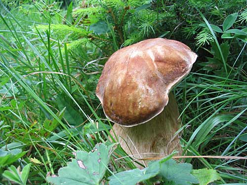 hríb dubový Boletus reticulatus Schaeff.