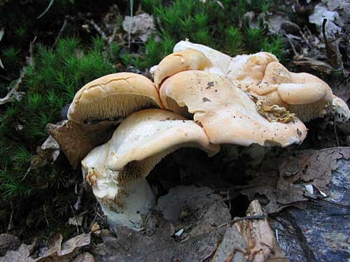 jelenka poprehýbaná Hydnum repandum L.