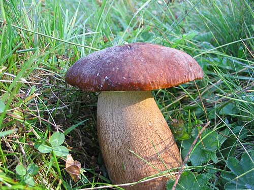 hríb dubový Boletus reticulatus Schaeff.