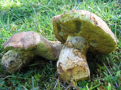 hríb horský?? Boletus subappendiculatus??