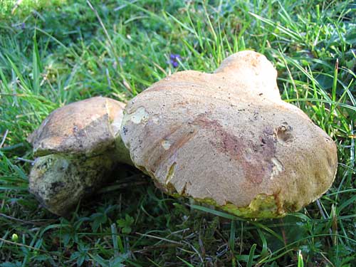 hríb horský?? Boletus subappendiculatus??