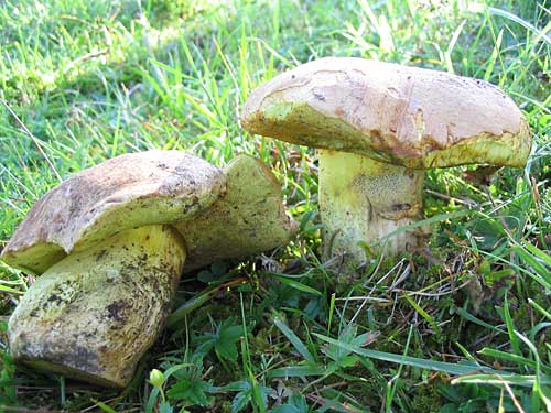 hríb horský?? Boletus subappendiculatus??