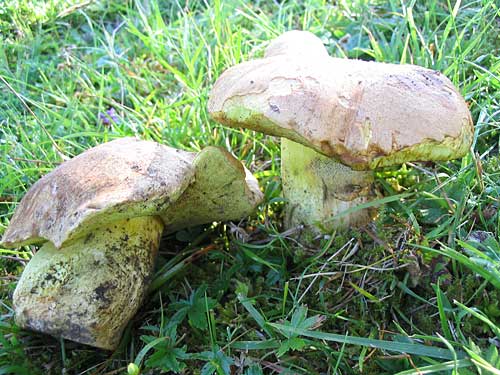 hríb horský?? Boletus subappendiculatus??