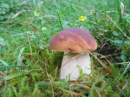 hríb smrekový Boletus edulis Bull.