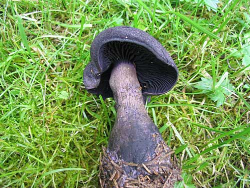 pavučinovec hercýnsky Cortinarius hercynicus (Pers.) M.M. Moser