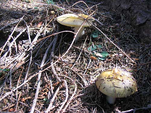 plávka trávovozelená Russula aeruginea Lindbl. ex Fr.