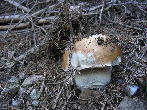 hríb smrekový Boletus edulis Bull.