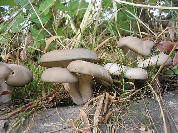 hliva ustricovitá Pleurotus ostreatus (Jacq.) P. Kumm.