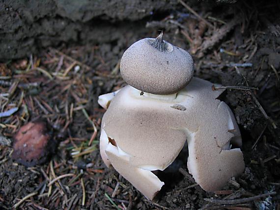 hviezdovka červenkastá-pravdepodobne Geastrum rufescens Pers.