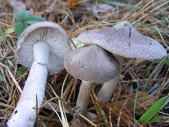 čírovka zemná?? Tricholoma terreum?