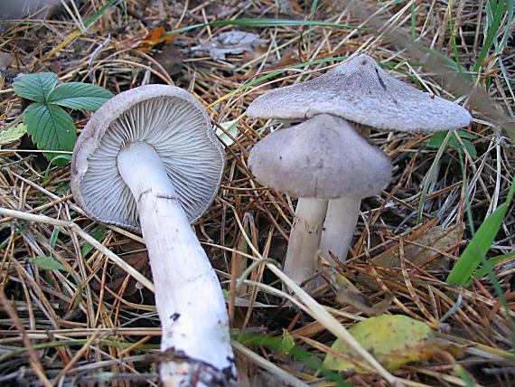 čírovka zemná?? Tricholoma terreum?