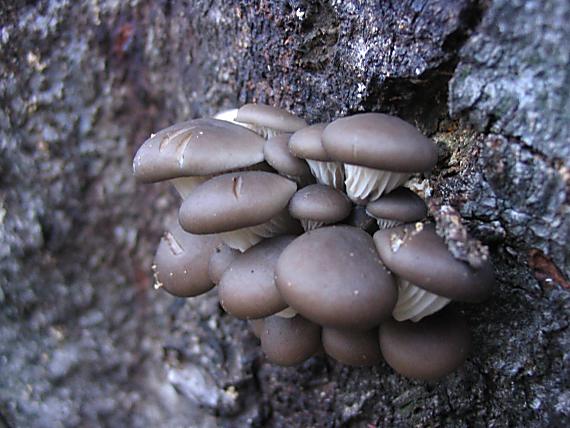 hliva ustricovitá Pleurotus ostreatus (Jacq.) P. Kumm.