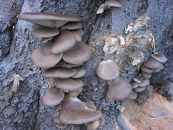 hliva ustricovitá Pleurotus ostreatus (Jacq.) P. Kumm.