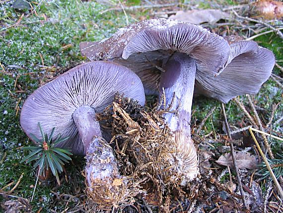 pôvabnica fialová Lepista nuda (Bull.) Cooke