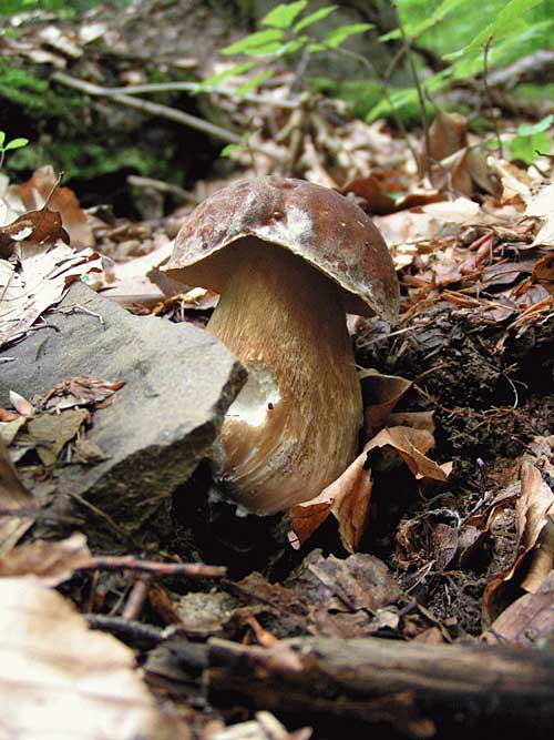 hríb dubový Boletus reticulatus Schaeff.