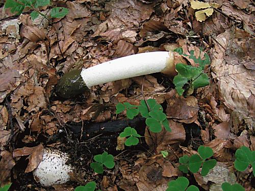 hadovka smradľavá Phallus impudicus L.