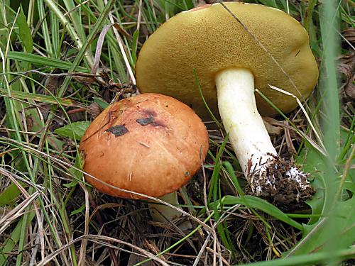 masliak zrnitý Suillus granulatus (L.) Roussel