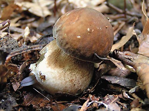 hríb dubový Boletus reticulatus Schaeff.