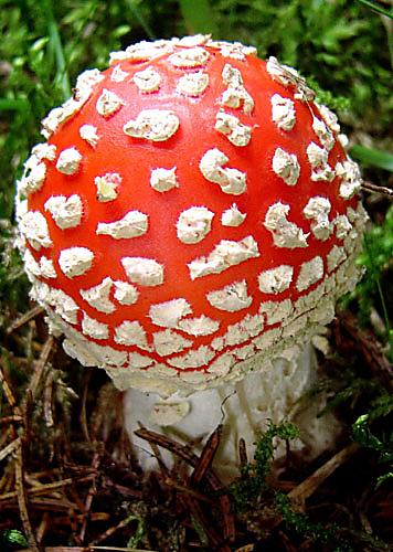 muchotrávka červená Amanita muscaria (L.) Lam.