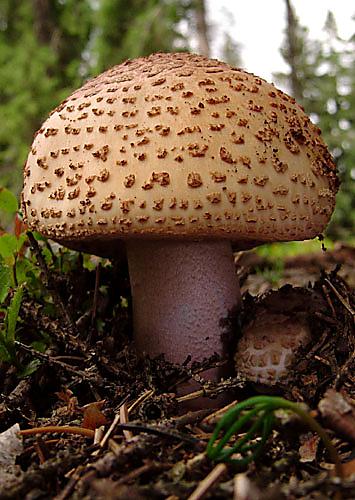 muchotrávka červenkastá Amanita rubescens Pers.