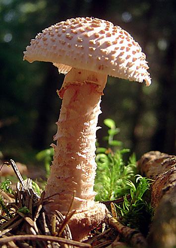 muchotrávka červenkastá Amanita rubescens Pers.