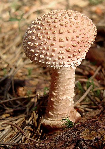 muchotrávka červenkastá Amanita rubescens Pers.