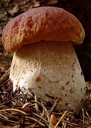 hríb smrekový Boletus edulis Bull.