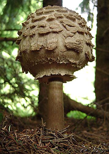 bedľa červenejúca Chlorophyllum rachodes (Vittad.) Vellinga