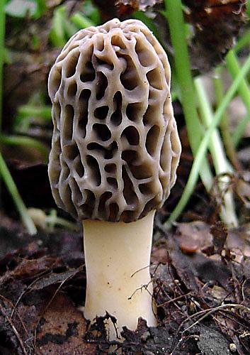 smrčok jedlý Morchella esculenta (L.) Pers.