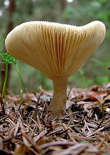 strmuľka kyjakovitá Ampulloclitocybe clavipes (Pers.) Redhead, Lutzoni, Moncalvo & Vilgalys