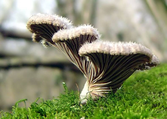 klanolupeňovka obyčajná Schizophyllum commune Fr.