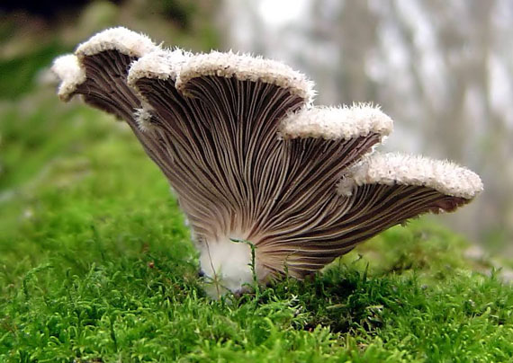 klanolupeňovka obyčajná Schizophyllum commune Fr.