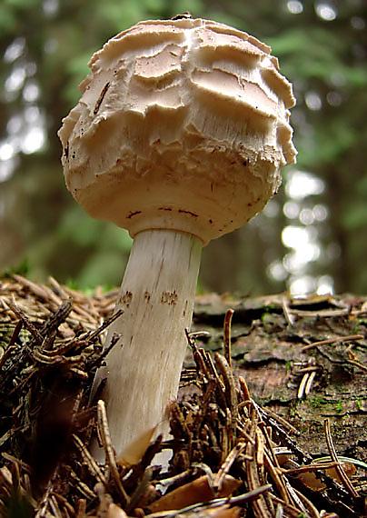 bedľa červenejúca Chlorophyllum rachodes (Vittad.) Vellinga