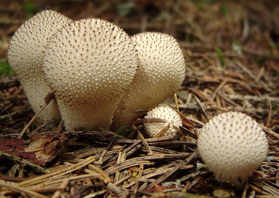 prášnica bradavičnatá Lycoperdon perlatum Pers.