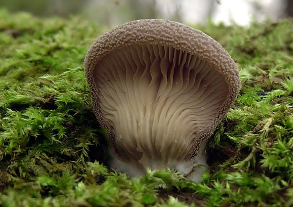 lastúrka plstnatá Hohenbuehelia mastrucata (Fr.) Singer