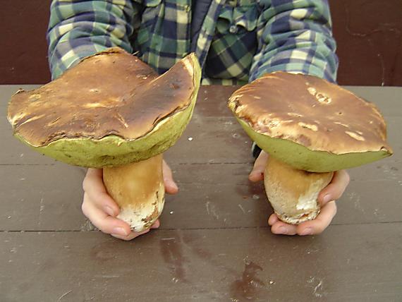 hríb dubový Boletus reticulatus Schaeff.