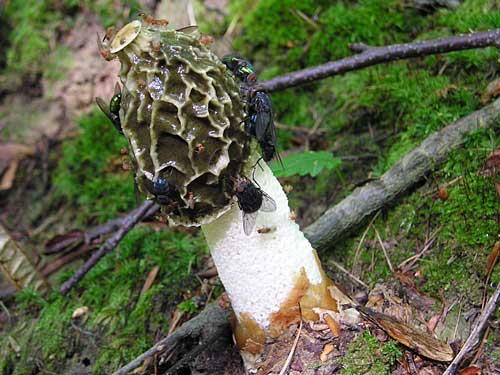 hadovka smradľavá Phallus impudicus L.