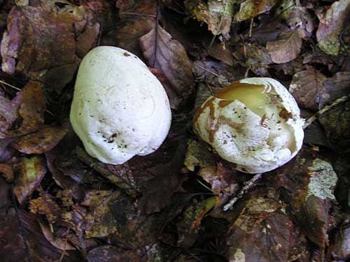 hadovka smradľavá Phallus impudicus L.