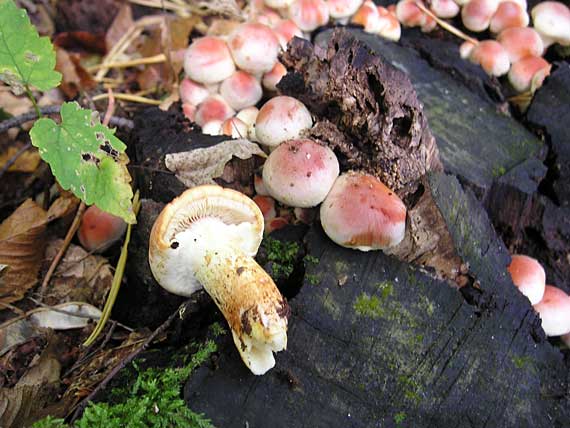 strapcovka tehlovočervená Hypholoma lateritium (Schaeff.) P. Kumm.