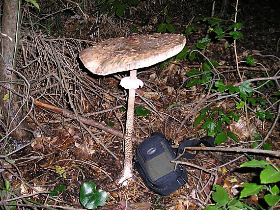 bedľa vysoká Macrolepiota procera (Scop.) Singer